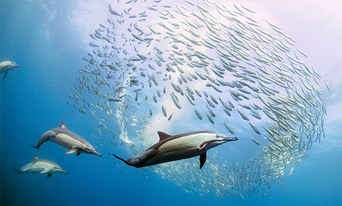 海豚追群鱼图