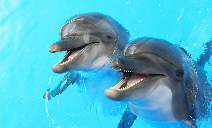 海豚大笑