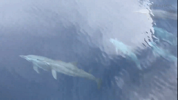 海豚随船游泳
