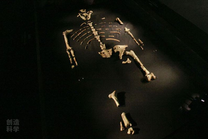 称为 “露西（Lucy）”的化石是南方古猿留下的较为完整的骨架