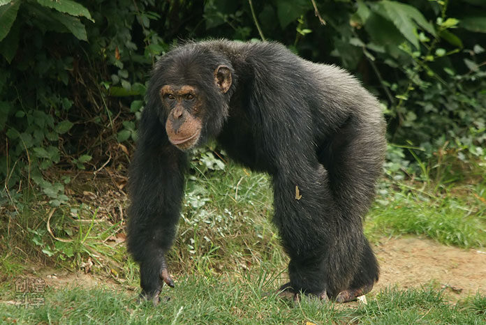 南方古猿像黑猩猩一样适于用前肢的指关节行走，不习惯直立行走