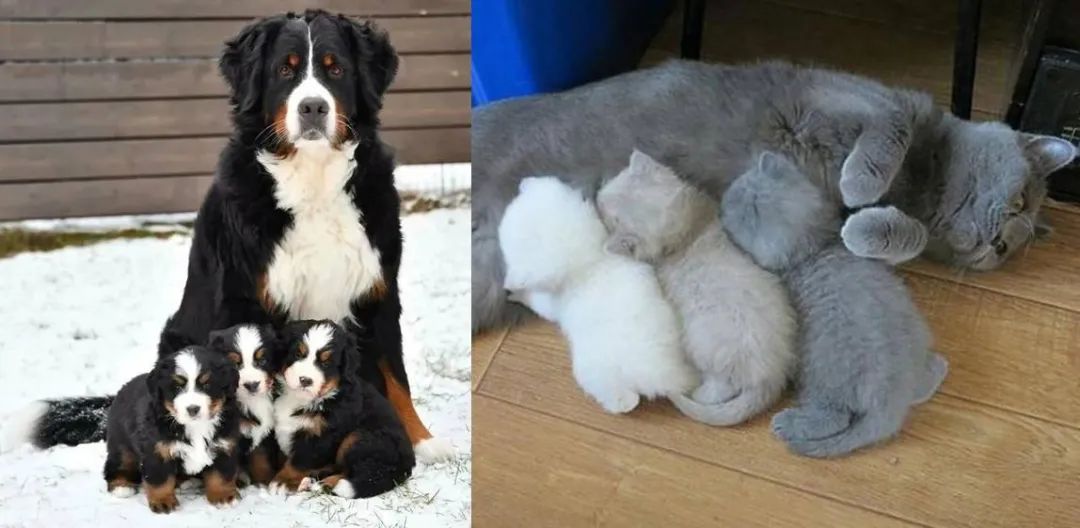 狗生狗，猫生猫