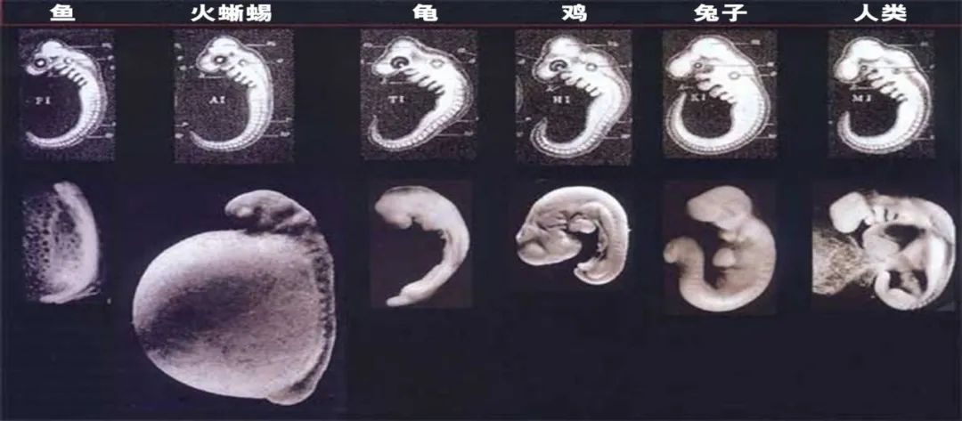 伪造的胚胎图（上）对比真实的胚胎照片（下）