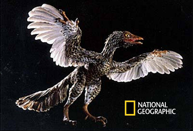 地理杂志发表的“古盗鸟”