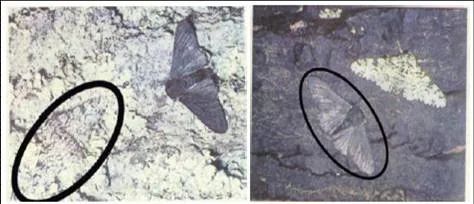 书本上桦尺蛾的照片