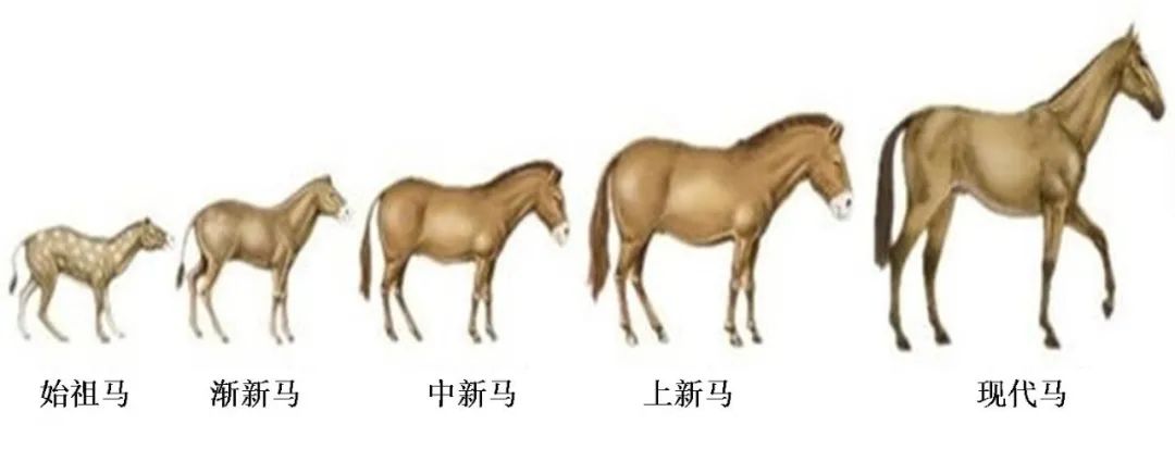 “马进化”的故事