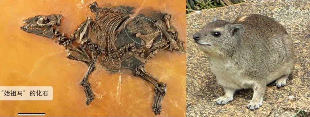 “始祖马”化石