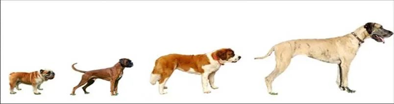 生活的大狗小狗没有进化关系