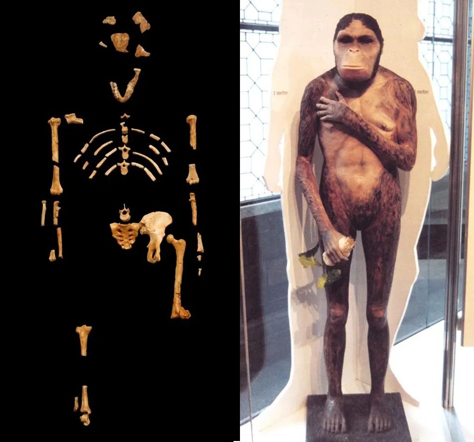 “露西”的化石和复原塑像