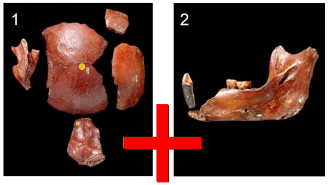 由人头骨和猩猩颌骨拼凑的“祖先”