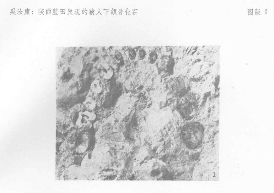 吴汝康：陕西蓝田发现的猿人下颌骨化石