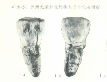 胡承志：云南元谋发现的猿人牙齿化石图版