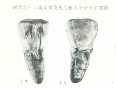 胡承志:云南元谋发现的猿人牙齿化石图版 胡承志:云南元谋发现的猿人牙齿化石图版