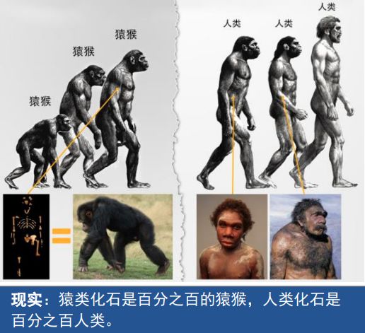 猿类化石属猿类，人类化石属人类