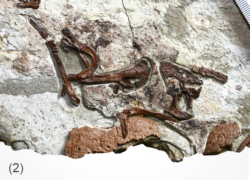 “美羽龙”腹中的飞鸟化石