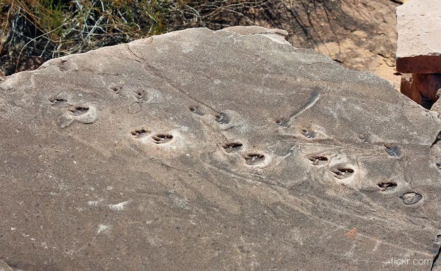 可可尼诺砂岩中的蜥蜴化石足迹
