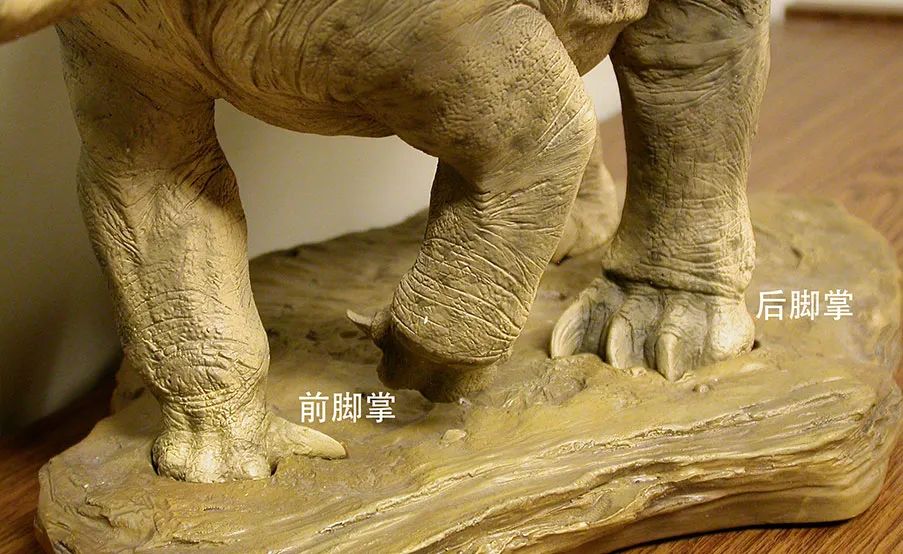 雷龙的前脚掌和后脚掌形态存在明显差别，因此它们留在泥土中的印痕也有区别