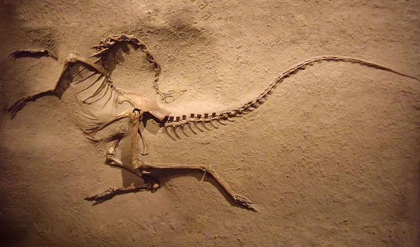 角弓反张状的似鸵龙化石