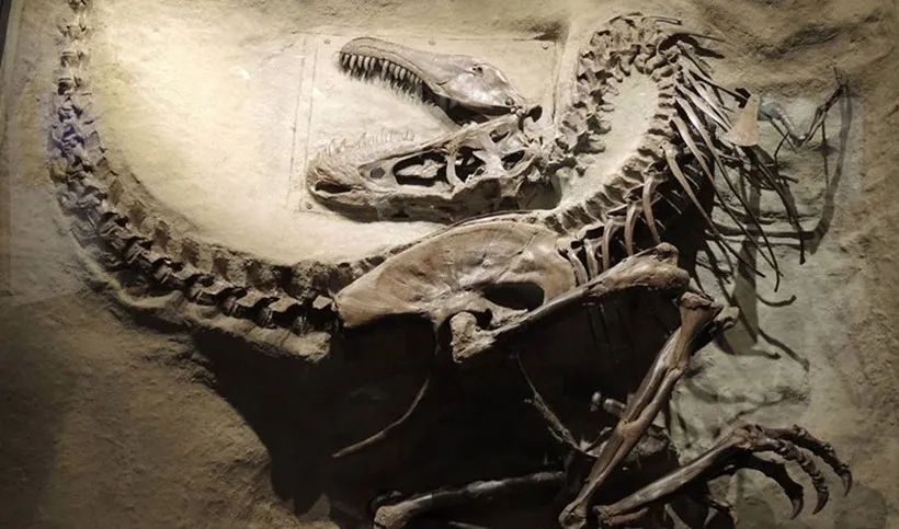 皇家泰瑞尔恐龙博物馆的恐龙化石