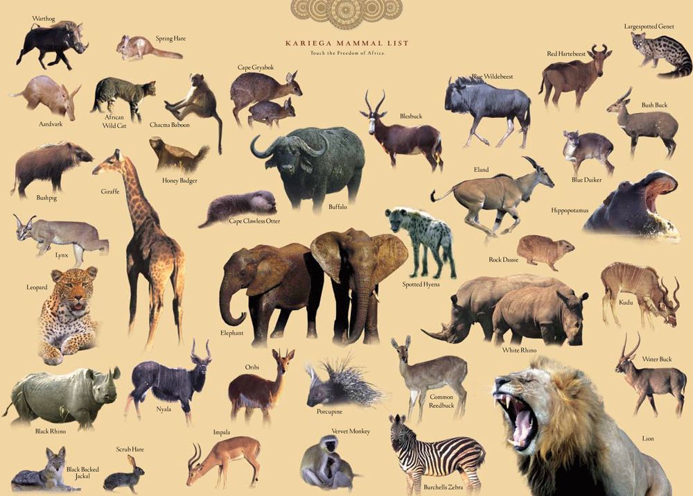 卡列加哺乳动物名录