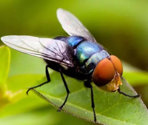 苍蝇的复眼达四千个小眼睛