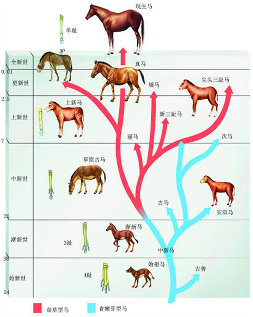 马的进化