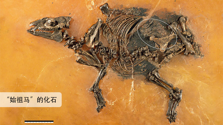 “始祖马”化石