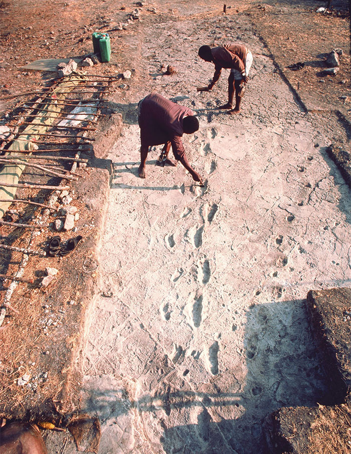 1978年发现的雷托里脚印化石