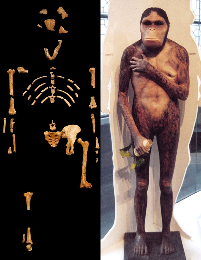 南方古猿“露西”出土的化石及其错误的复原像