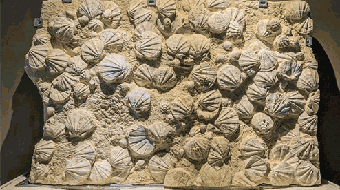 贝类化石聚集群
