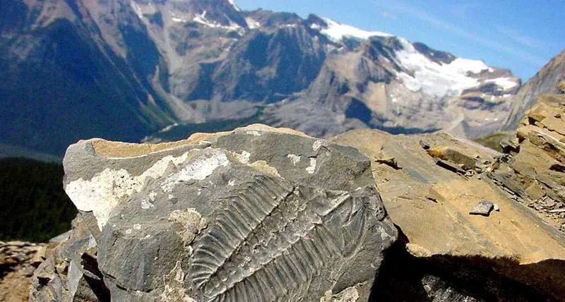三叶虫化石出现在珠峰