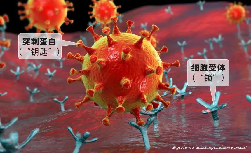 病毒的突刺蛋白与细胞上的受体结合