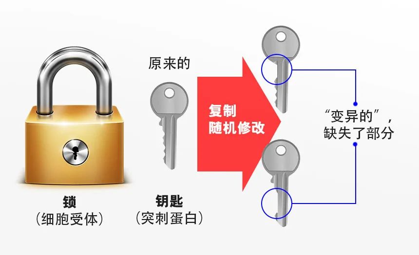 复制“钥匙”并随机修改，有可能更容易开“锁”