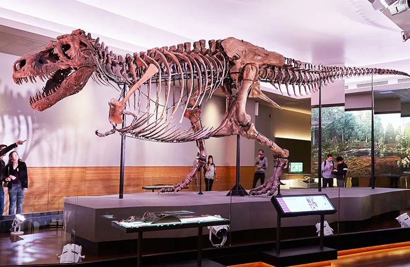 博物馆中陈列的恐龙骨架