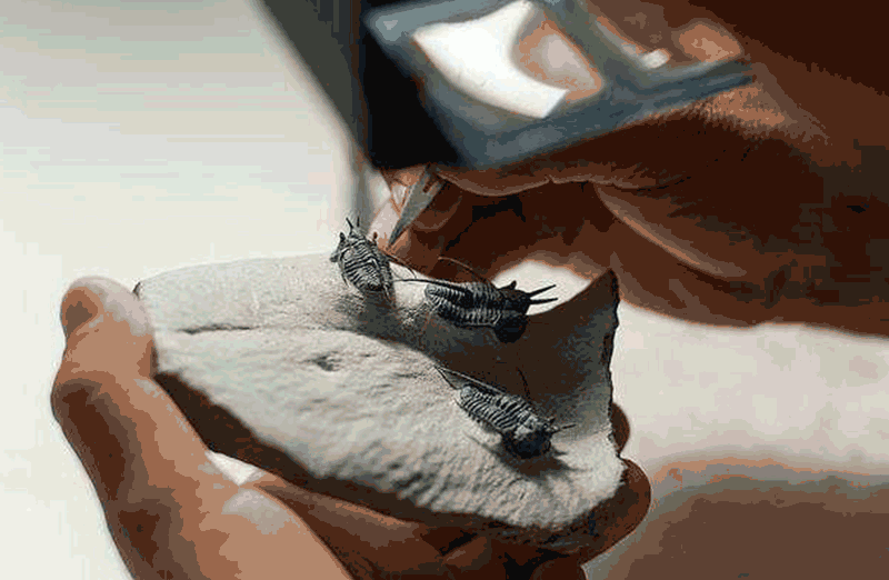 三叶虫化石如此完整