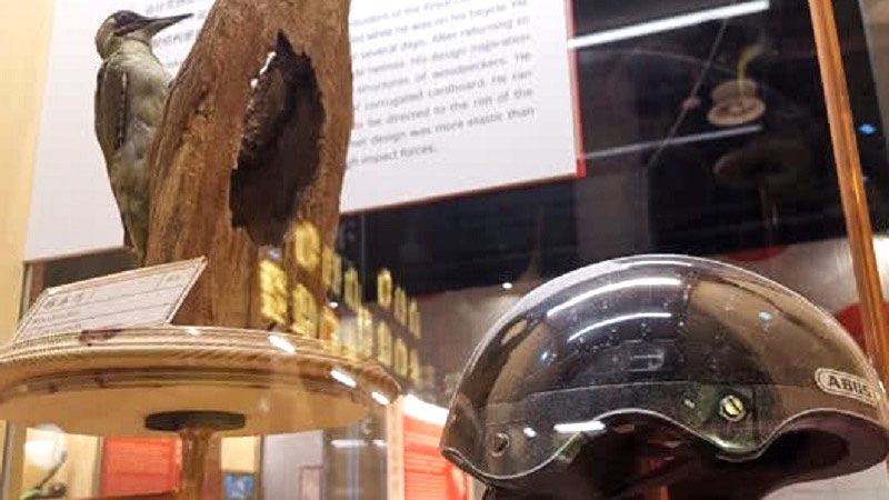 科技馆展出一款模拟啄木鸟头骨构造开发的安全帽
