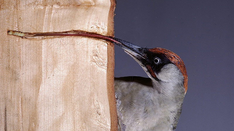啄木鸟的长舌头是怎样来的呢？