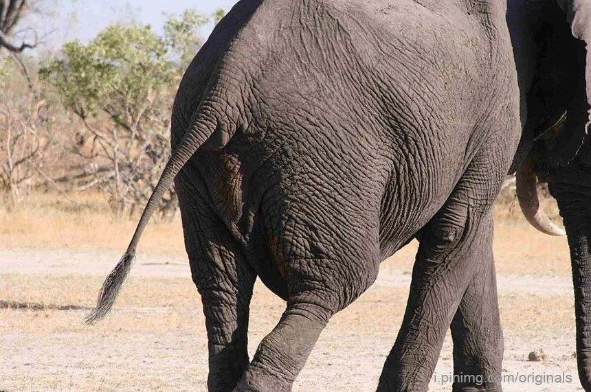 大象的尾巴像一根绳子那样细小
