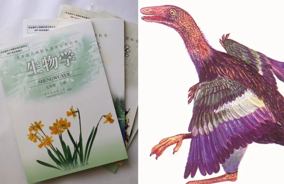 生物书中的始祖鸟