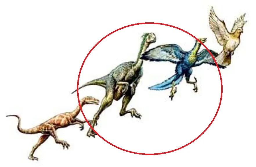 进化论者认为鸟类与爬行动物之间存在中间过渡物种