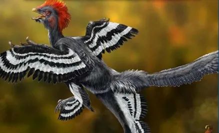 生物书没有告诉你一个有关始祖鸟的重大秘密！