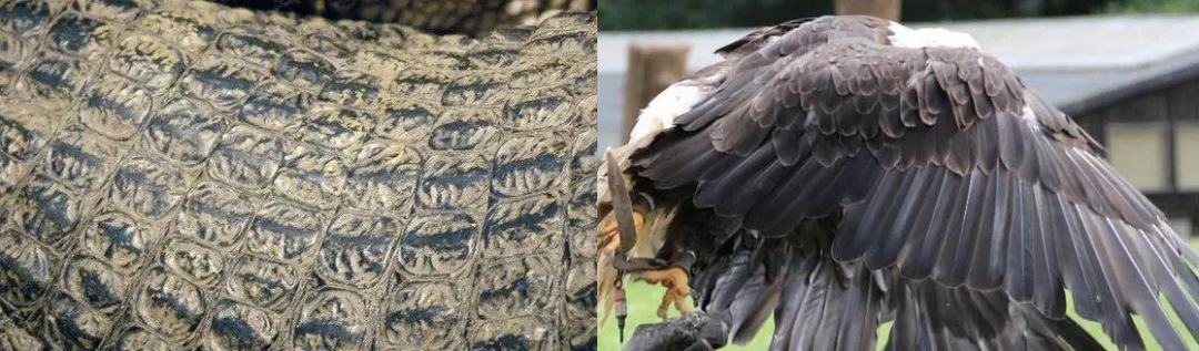 爬行动物（鳄鱼）鳞片与鸟类（鹰）羽毛的区别