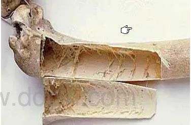 中空的鸟类骨头