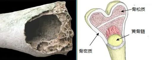 鸟类中空的骨头（左）与其他陆地动物骨头（右）的比较