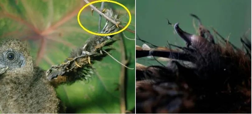 麝雉鸟及其爪子的局部放大图（右图）