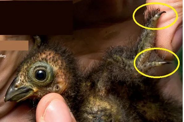 不少现代鸟类都有爪子