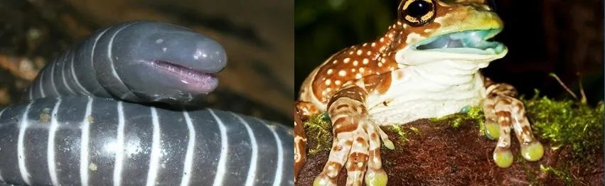 同是两栖动物，成年蚓螈（左图）有牙齿，青蛙（右图）没有牙齿