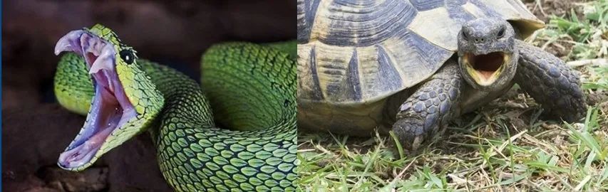 同是爬行动物，蛇（左图）有牙齿，乌龟（右图）没有牙齿