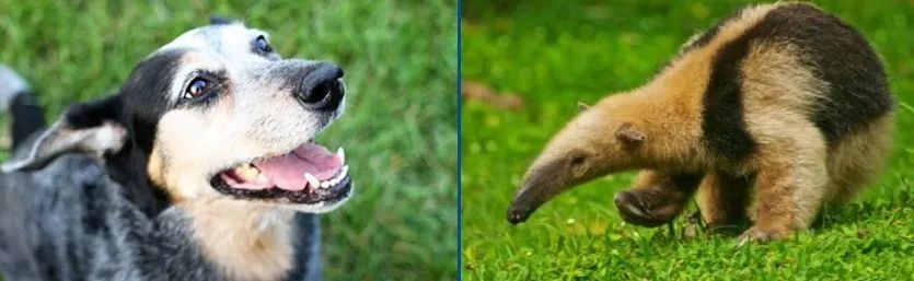 同是哺乳动物，狗（左图）有牙齿，食蚁兽（右图）没有牙齿