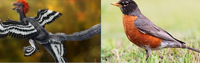 同是鸟类，始祖鸟（左图）有牙齿，知更鸟（右图）没有牙齿